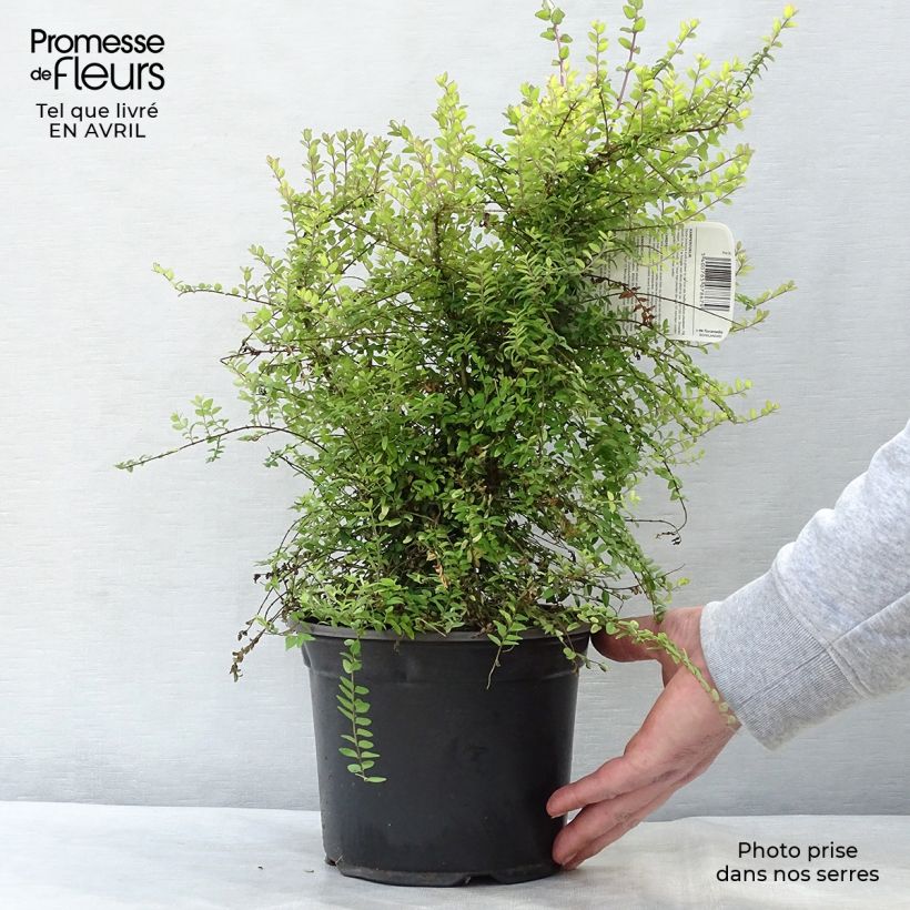 Spécimen de Lonicera nitida Baggesen's Gold - Chèvrefeuille arbustif Pot de 2L/3L tel que livré au printemps