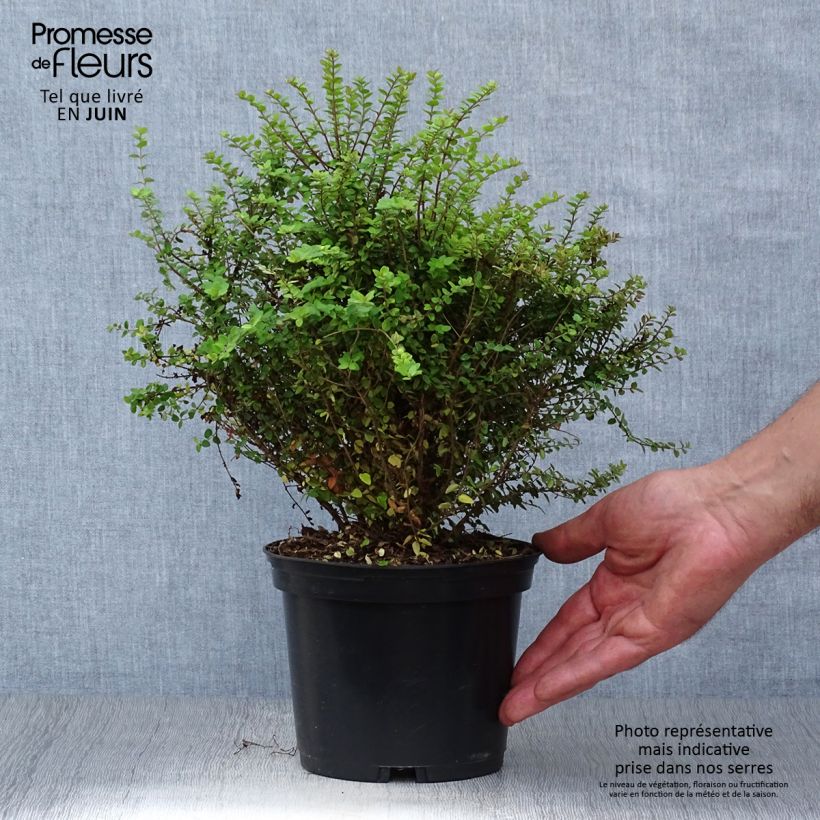 Spécimen de Lonicera nitida Baggesen's Gold - Chèvrefeuille arbustif Pot de 2L/3L tel que livré en été