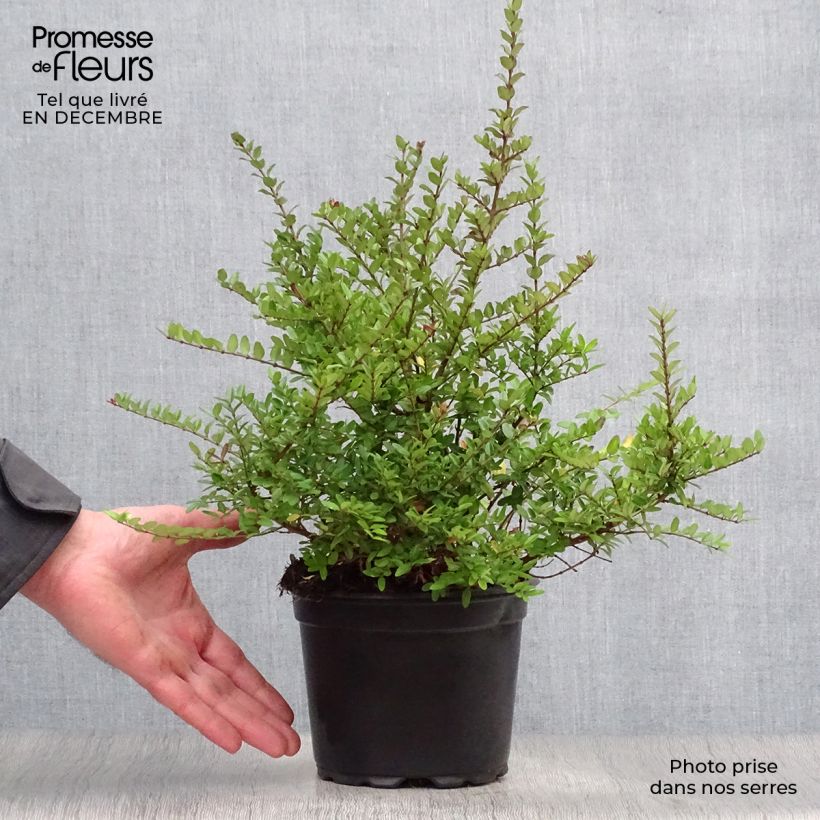 Spécimen de Lonicera nitida Elegant - Chèvrefeuille à feuille de Buis tel que livré en hiver