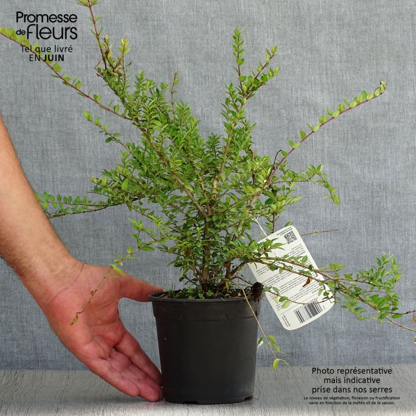 Spécimen de Lonicera nitida Elegant - Chèvrefeuille à feuille de Buis Pot de 1L/1,5L tel que livré en été