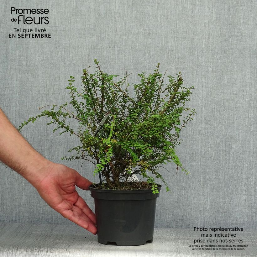 Spécimen de Lonicera nitida Garden Clouds Green Breeze - Chèvrefeuille arbustif Pot de 4L/5L tel que livré en automne