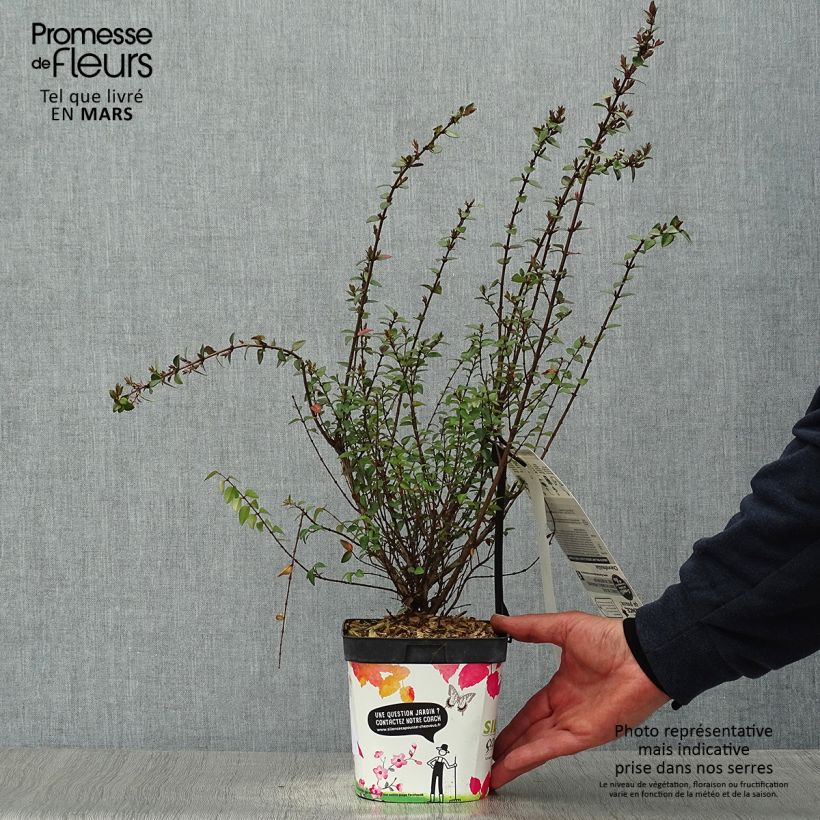 Spécimen de Lonicera nitida Garden Clouds Purple Storm - Chèvrefeuille arbustif Pot de 2L/3L tel que livré au printemps