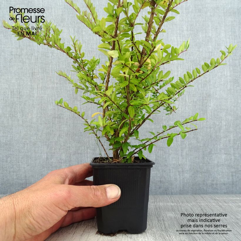 Spécimen de Lonicera nitida Hohenheimer Findling - Chèvrefeuille arbustif Godet de 8/9 cmHauteur livrée env. 20+cm tel que livré au printemps