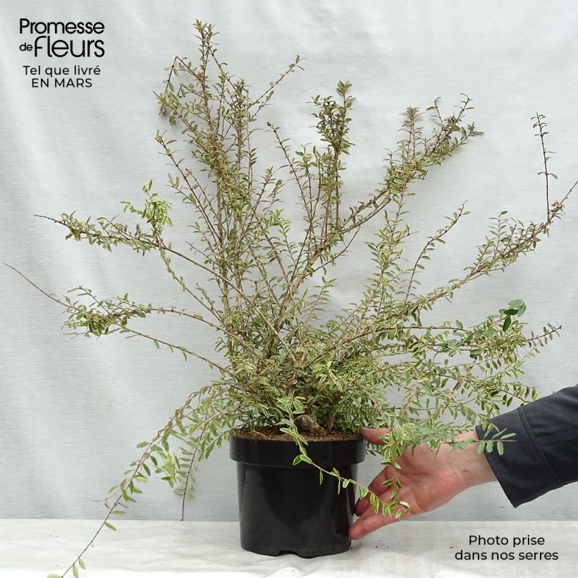 Spécimen de Lonicera nitida Lemon Beauty - Chèvrefeuille arbustif Pot de 2L/3L tel que livré au printemps