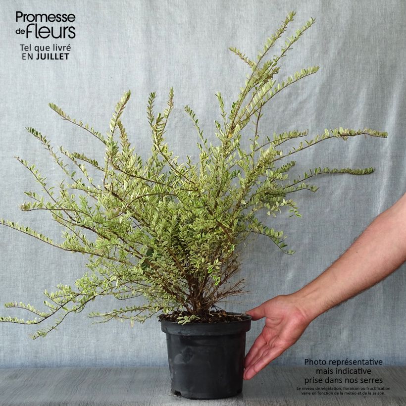Spécimen de Lonicera nitida Lemon Beauty - Chèvrefeuille arbustif Pot de 2L/3L tel que livré en été