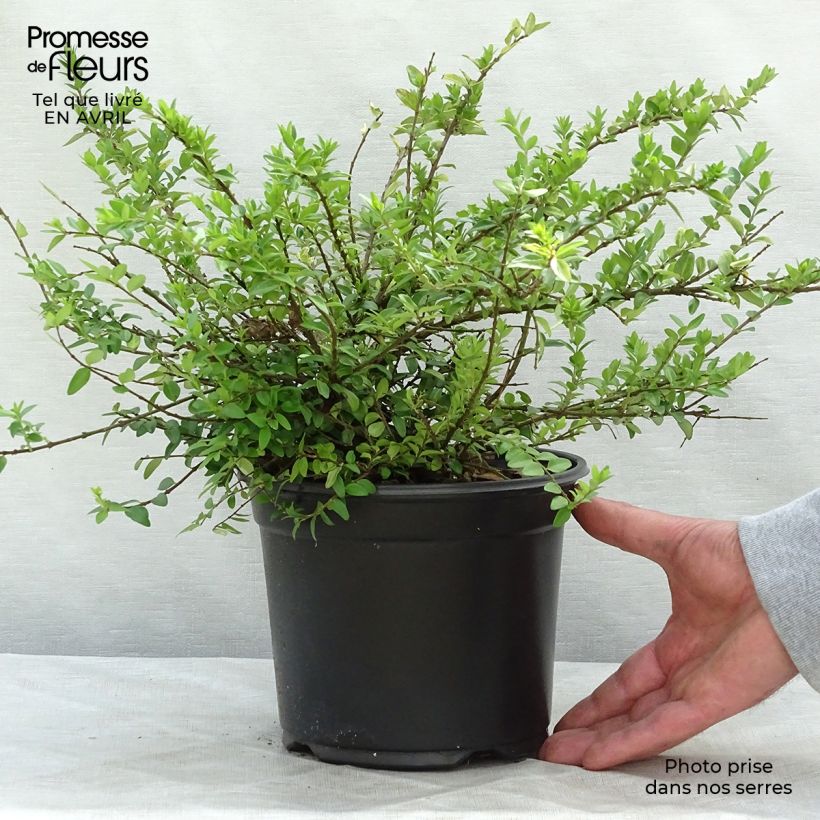 Spécimen de Lonicera nitida Maigrün - Chèvrefeuille arbustif Pot de 1L/1,5LHauteur livrée env. 10/15cm tel que livré au printemps