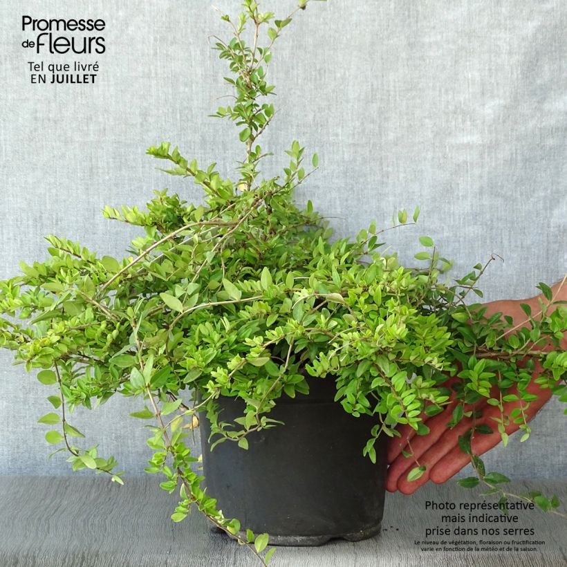 Spécimen de Lonicera nitida Maigrün - Chèvrefeuille arbustif Pot de 1L/1,5L tel que livré en été