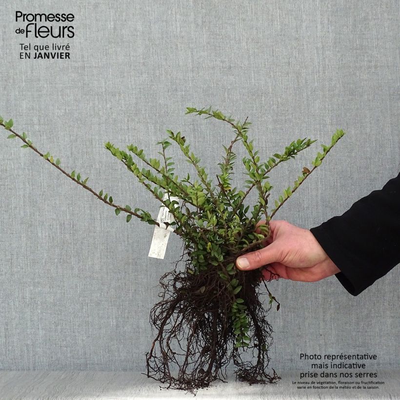 Spécimen de Lonicera nitida Maigrün - Chèvrefeuille arbustif Petites Racines nuesHauteur livrée env. 25/40cm tel que livré en hiver