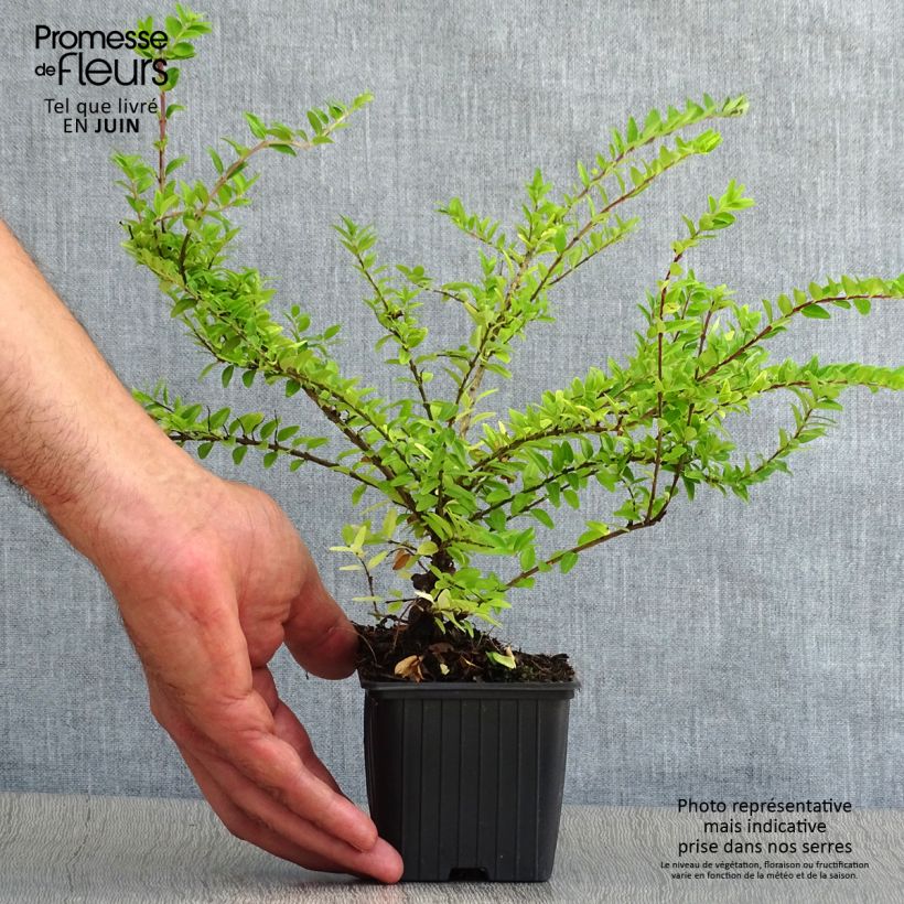 Spécimen de Lonicera nitida Maigrün - Chèvrefeuille arbustif Godet de 8/9 cm tel que livré en été