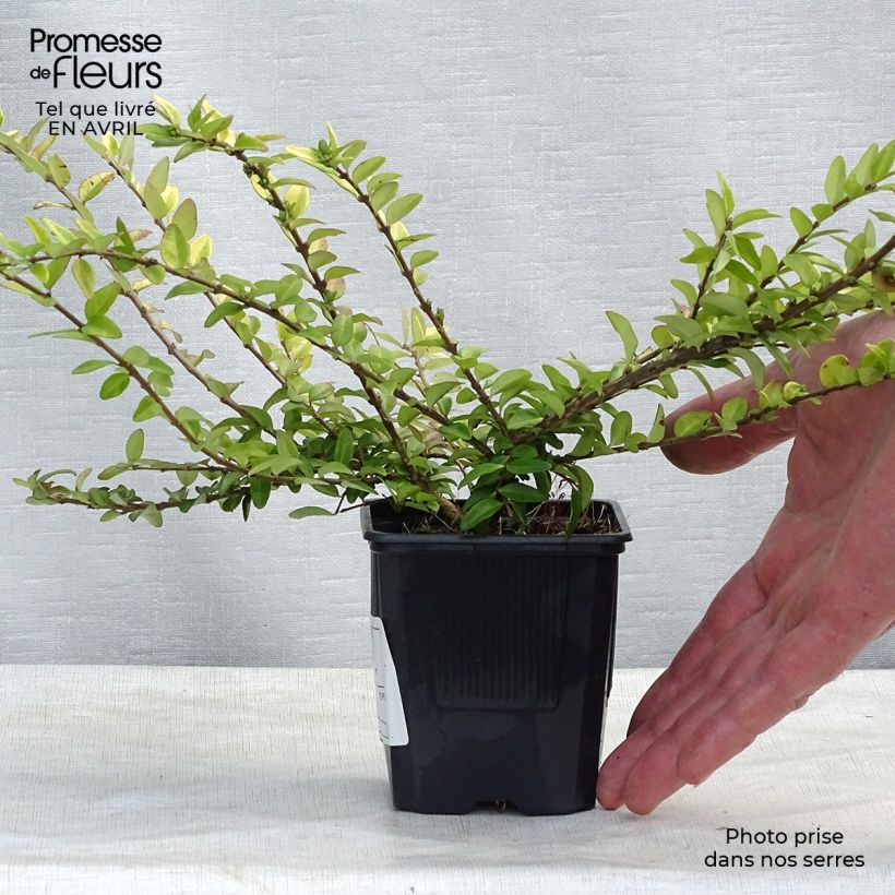 Spécimen de Lonicera nitida Maigrün - Chèvrefeuille arbustif Godet de 8/9 cmHauteur livrée env. 10/15cm tel que livré au printemps