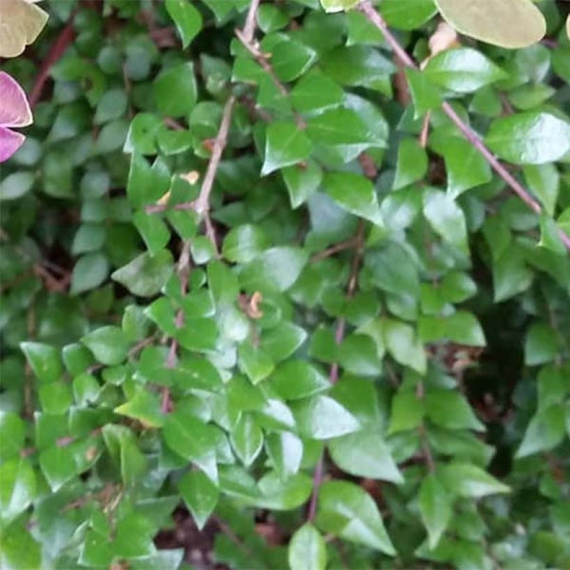 Lonicera nitida Red Tips - Chèvrefeuille à feuilles de buis. (Feuillage)