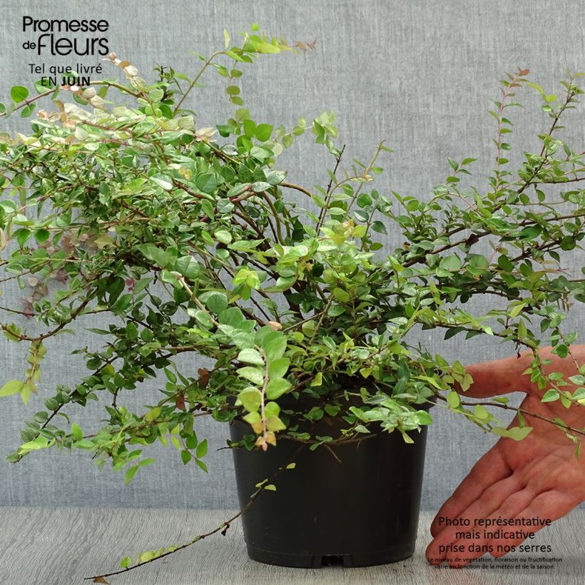 Spécimen de Lonicera nitida Red Tips - Chèvrefeuille à feuilles de buis. Pot de 2L/3L tel que livré en été