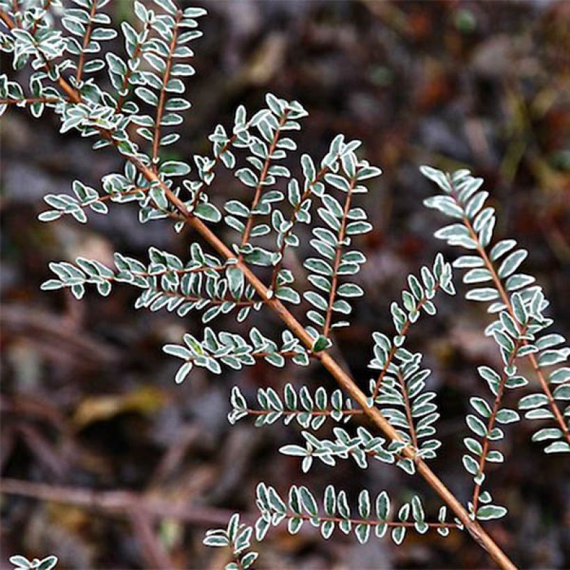 Lonicera nitida Silver Beauty - Chèvrefeuille nain arbustif (Feuillage)