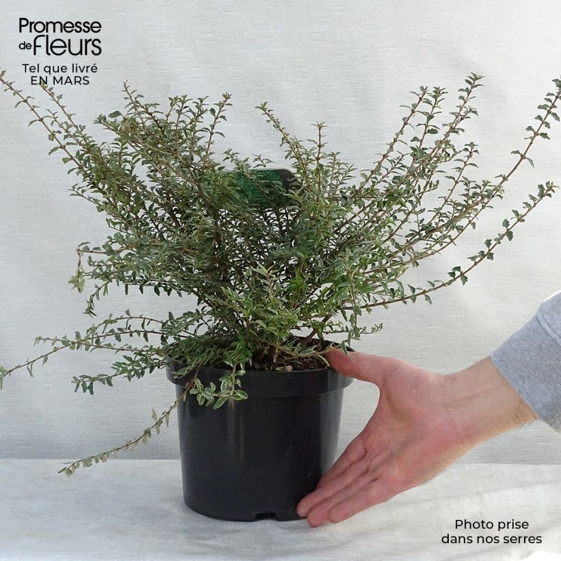 Spécimen de Lonicera nitida Silver Beauty - Chèvrefeuille nain arbustif Pot de 3L tel que livré au printemps