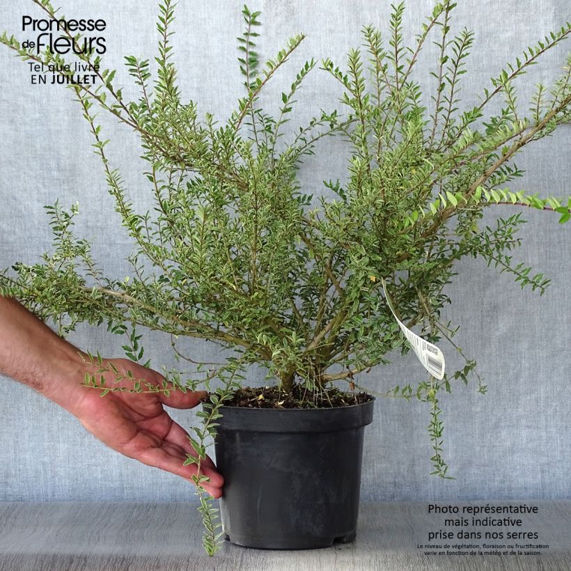 Spécimen de Lonicera nitida Silver Beauty - Chèvrefeuille nain arbustif Pot de 2L/3L tel que livré en été