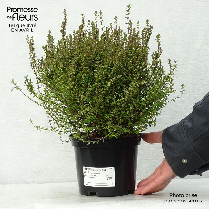 Spécimen de Lonicera nitida Tidy Tips - Chèvrefeuille à feuilles de Buis Pot de 2L/3L tel que livré au printemps