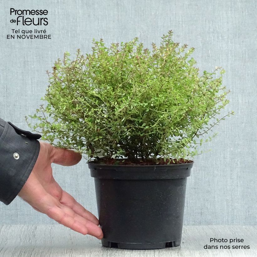 Spécimen de Lonicera nitida Tidy Tips - Chèvrefeuille à feuilles de Buis tel que livré en automne