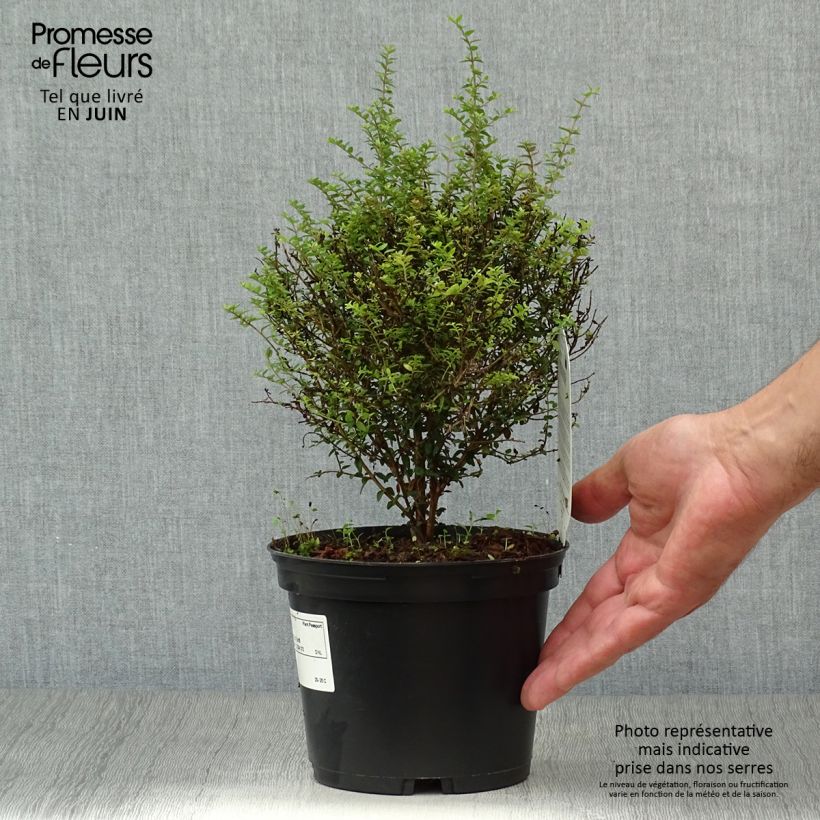Spécimen de Lonicera nitida Tidy Tips - Chèvrefeuille à feuilles de Buis Pot de 2L/3L tel que livré en été