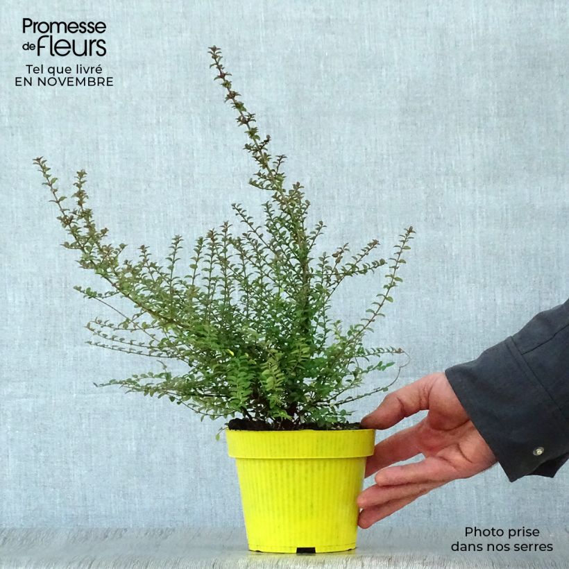 Spécimen de Lonicera nitida - Chèvrefeuille à feuilles de buis  Pot de 1L/1,5L tel que livré en automne