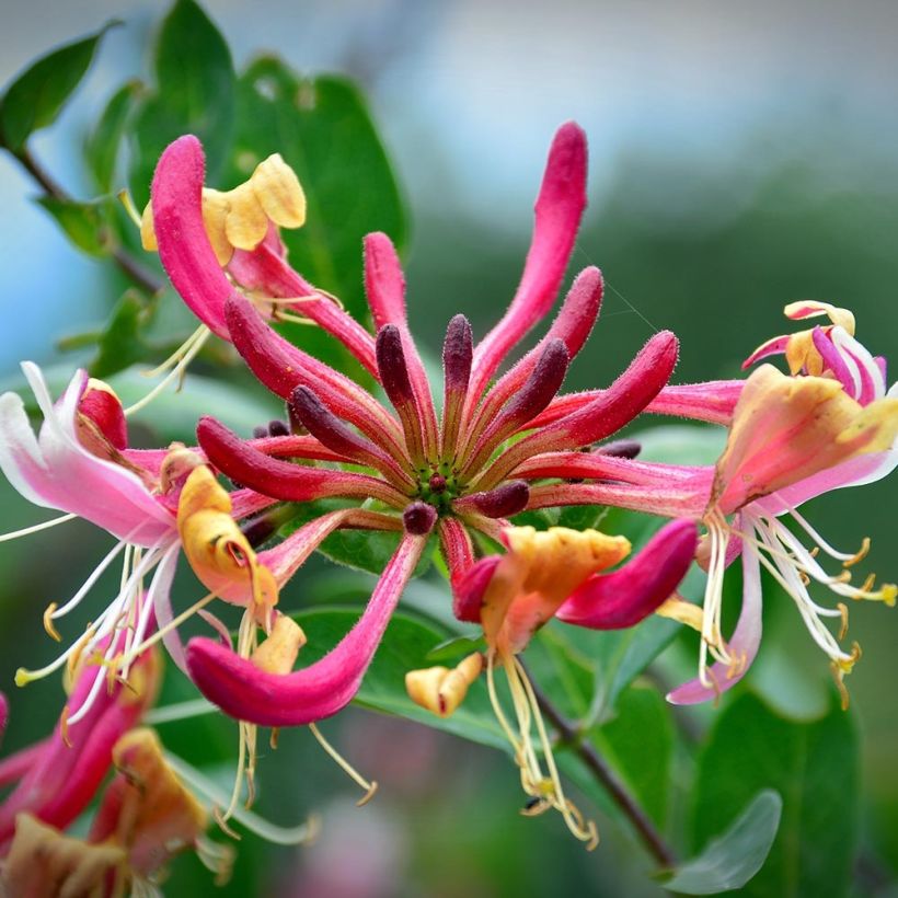 Chèvrefeuille Belgica Select - Lonicera periclymenum (Floraison)