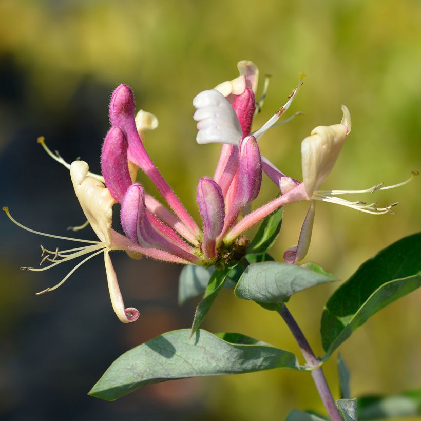 Chèvrefeuille - Lonicera periclymenum Belgica (Floraison)