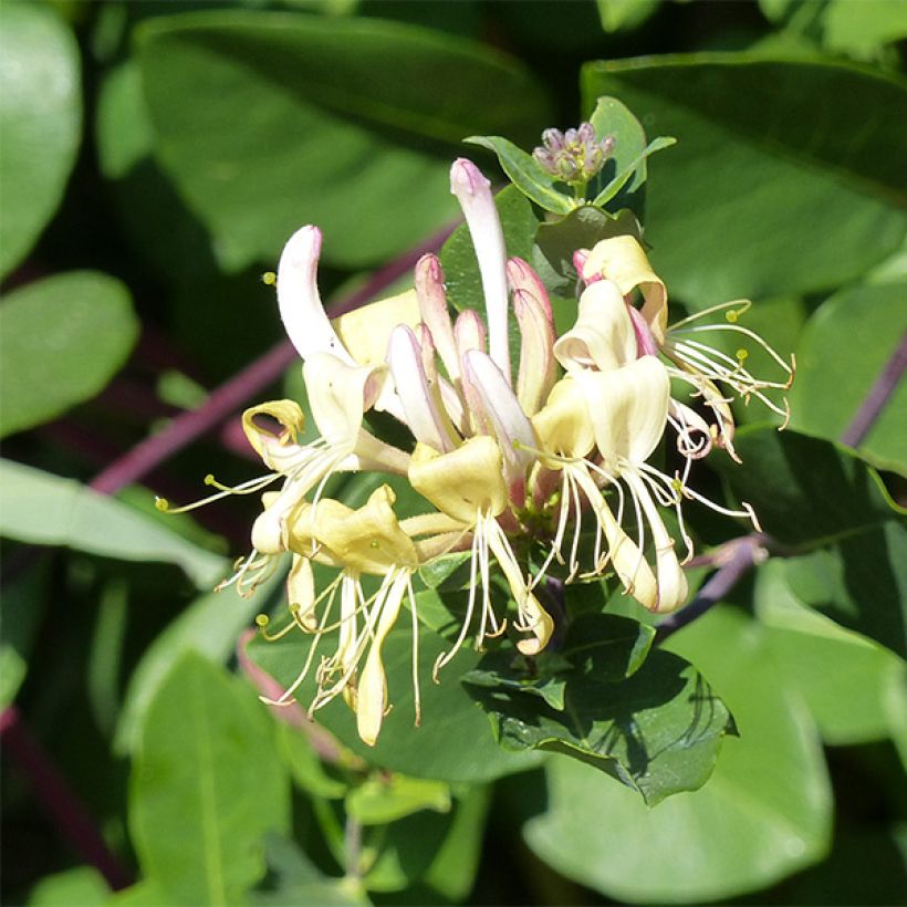 Chèvrefeuille des Bois Graham Thomas (Floraison)