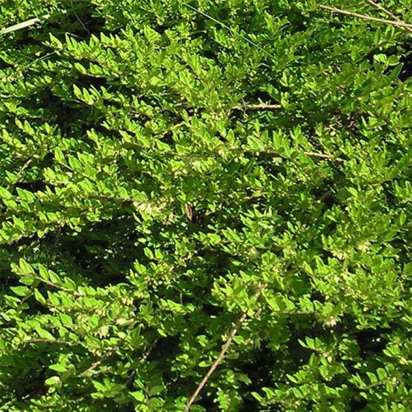 Lonicera pileata - Chèvrefeuille à cupule (Feuillage)