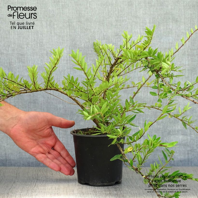 Spécimen de Lonicera pileata - Chèvrefeuille à cupule Pot de 1L/1,5L tel que livré en été