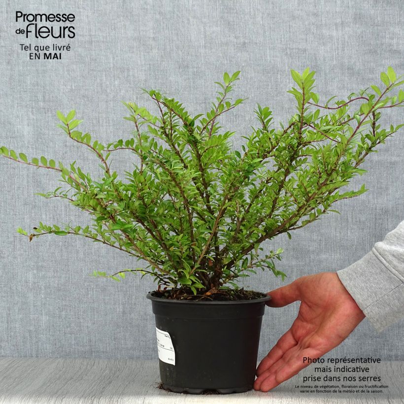 Spécimen de Lonicera pileata - Chèvrefeuille à cupule en pot de 2L/3L tel que livré au printemps