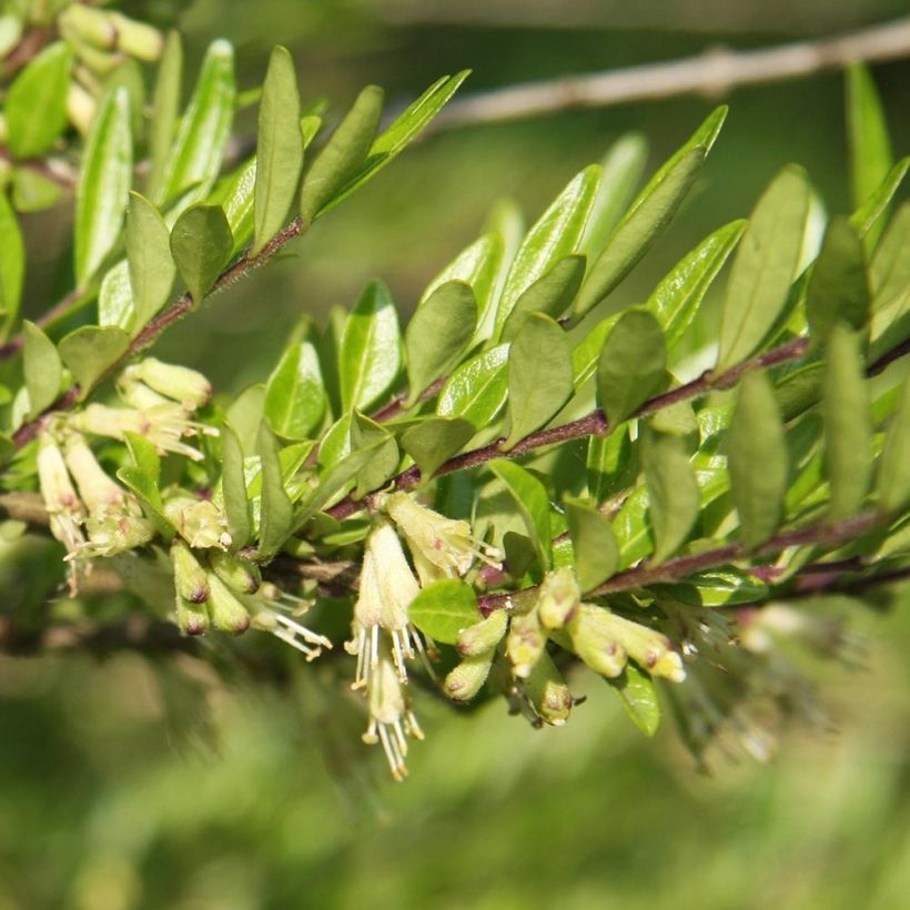 Lonicera pileata Mossgreen - Chèvrefeuilles à cupule (Feuillage)