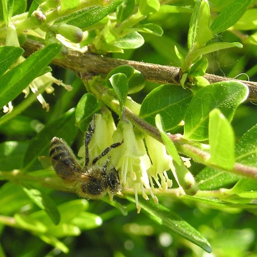 Lonicera pileata Mossgreen - Chèvrefeuilles à cupule (Floraison)