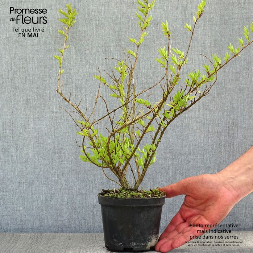 Spécimen de Lonicera pileata Mossgreen - Chèvrefeuilles à cupule Pot de 1L/1,5L tel que livré au printemps