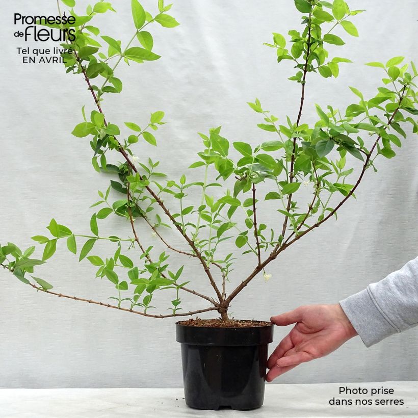 Spécimen de Lonicera purpusii Winter Beauty - Chèvrefeuille d'hiver parfumé  Pot de 3L/4L tel que livré au printemps