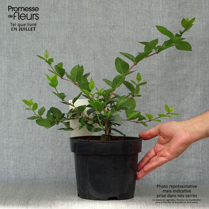 Spécimen de Lonicera purpusii Winter Beauty - Chèvrefeuille d'hiver parfumé  Pot de 3L/4L tel que livré en été