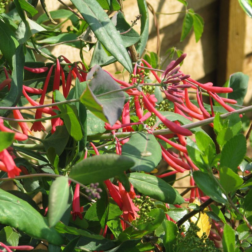 Chèvrefeuille - Lonicera sempervirens Cedar Lane (Feuillage)