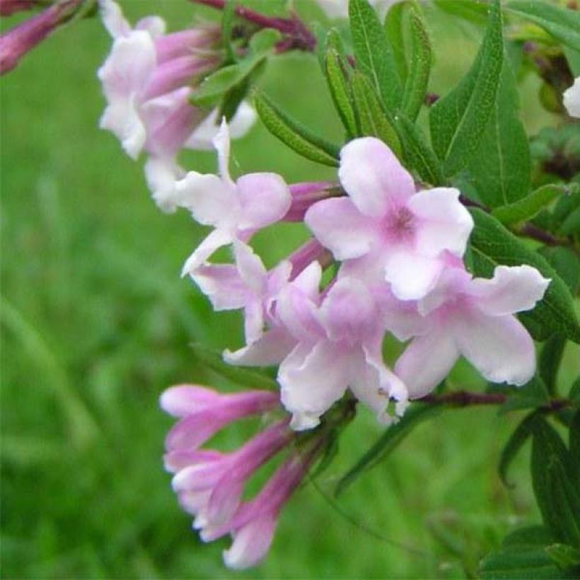 Lonicera syringantha - Chèvrefeuille lilas (Floraison)