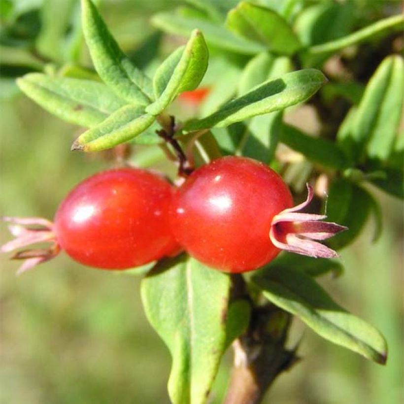 Lonicera syringantha - Chèvrefeuille lilas (Récolte)