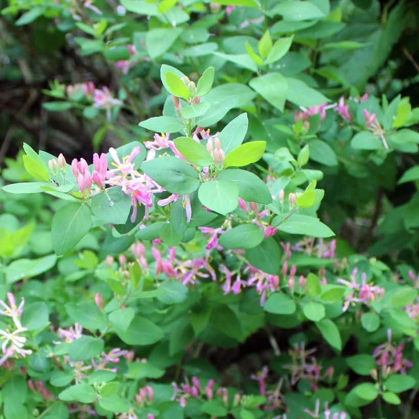 Lonicera tatarica - Chèvrefeuille de Tartarie (Feuillage)