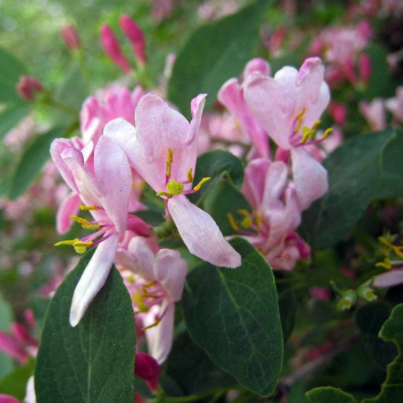 Lonicera tatarica - Chèvrefeuille de Tartarie (Floraison)