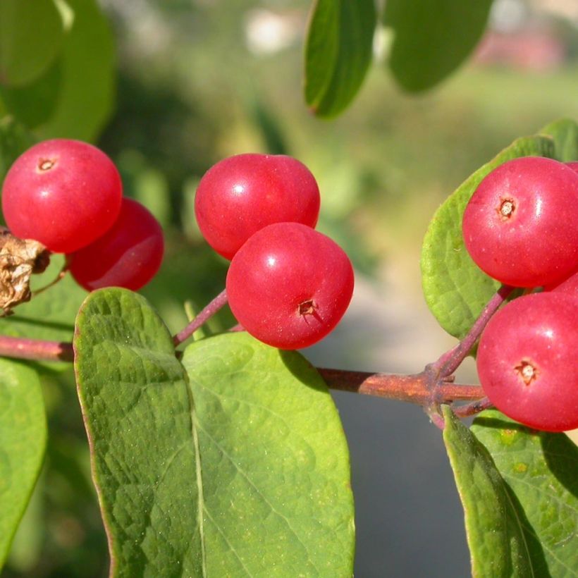 Lonicera tatarica - Chèvrefeuille de Tartarie (Récolte)