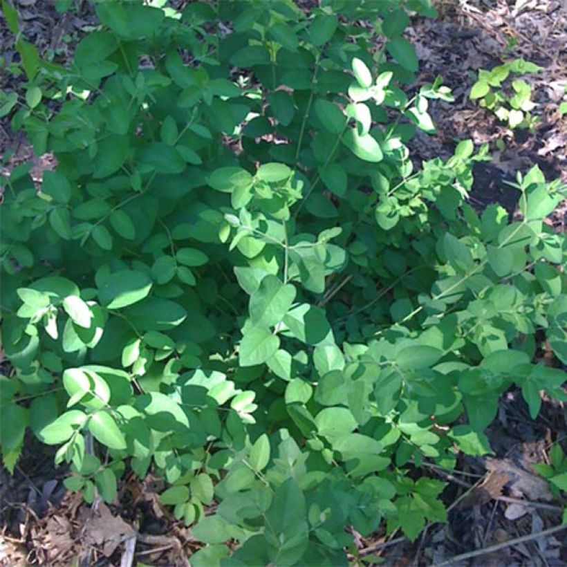 Lonicera tatarica Hack's Red - Chèvrefeuille de tatarie (Feuillage)