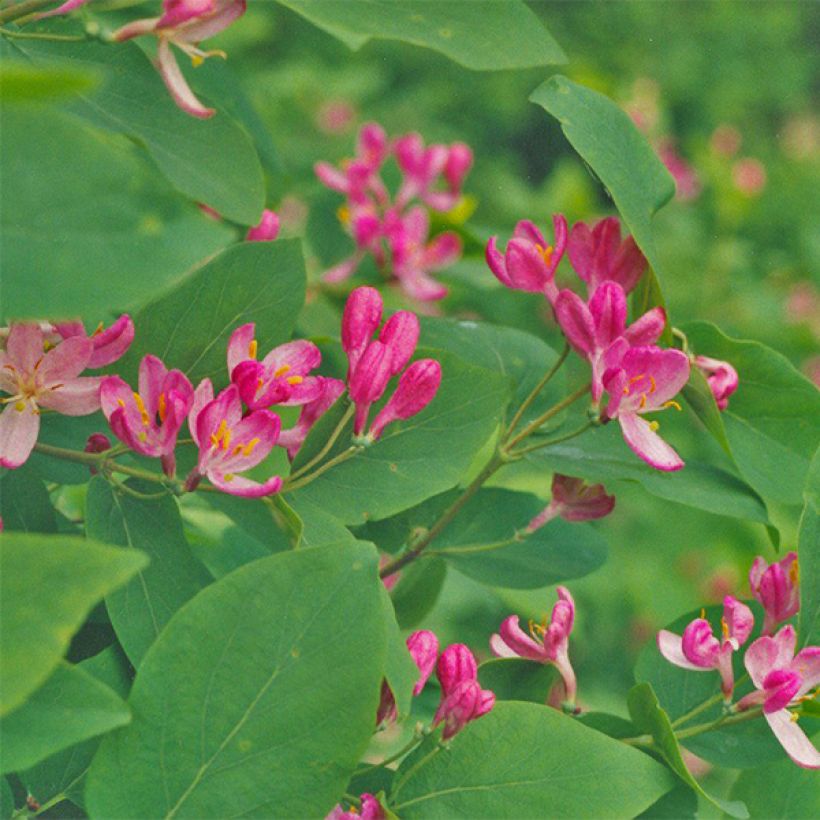 Lonicera tatarica Hack's Red - Chèvrefeuille de tatarie (Floraison)