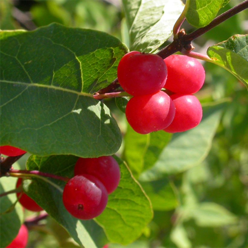 Lonicera tatarica Hack's Red - Chèvrefeuille de tatarie (Récolte)