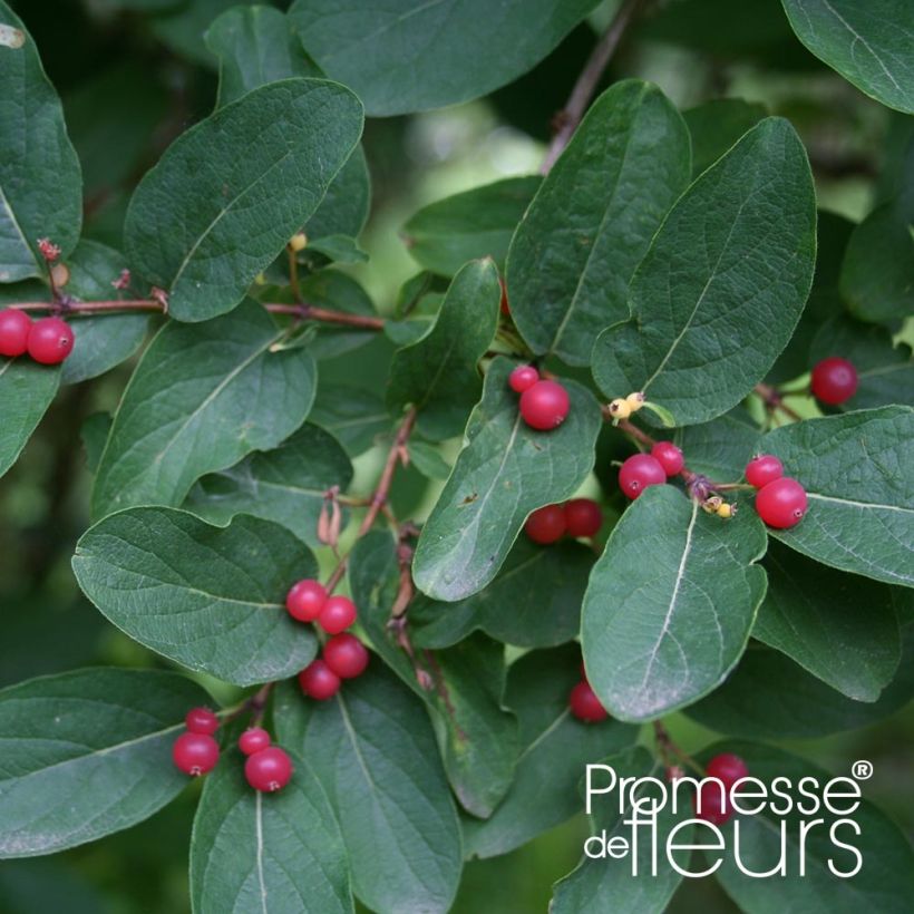 Lonicera tatarica Rosea - Chèvrefeuille de Tartarie (Feuillage)