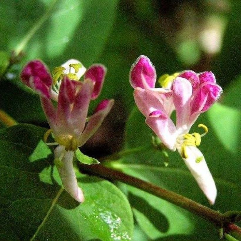 Lonicera tatarica Rosea - Chèvrefeuille de Tartarie (Floraison)