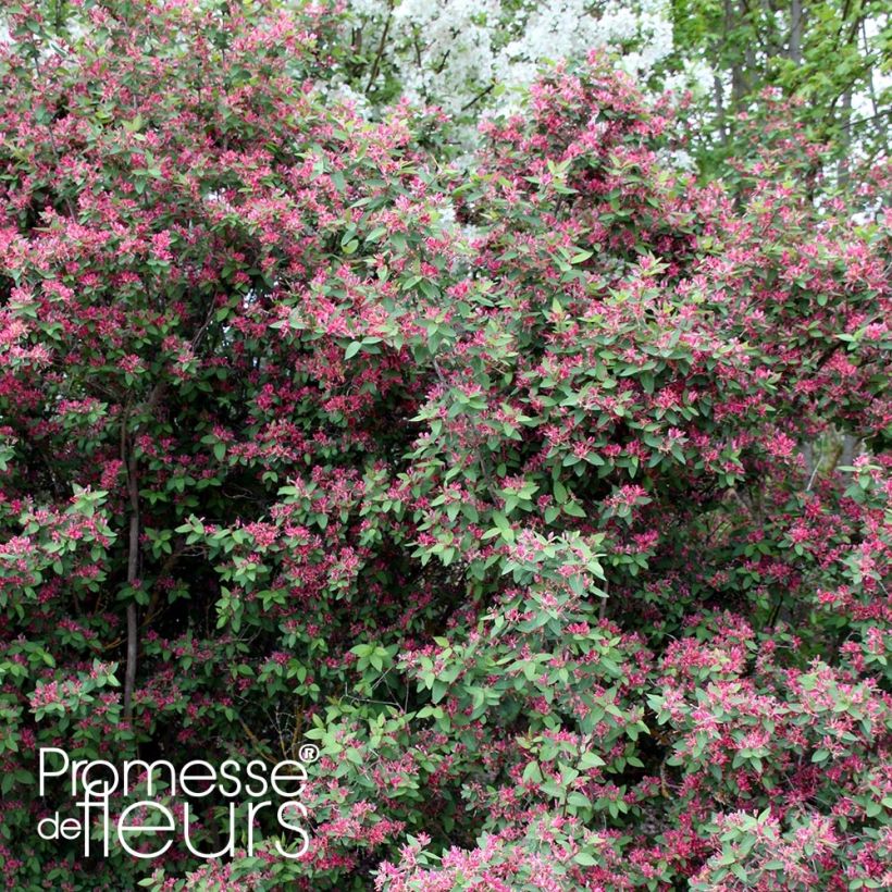 Lonicera tatarica Rosea - Chèvrefeuille de Tartarie (Port)