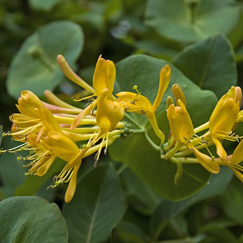 Chèvrefeuille de Tellman - Lonicera tellmaniana (Floraison)