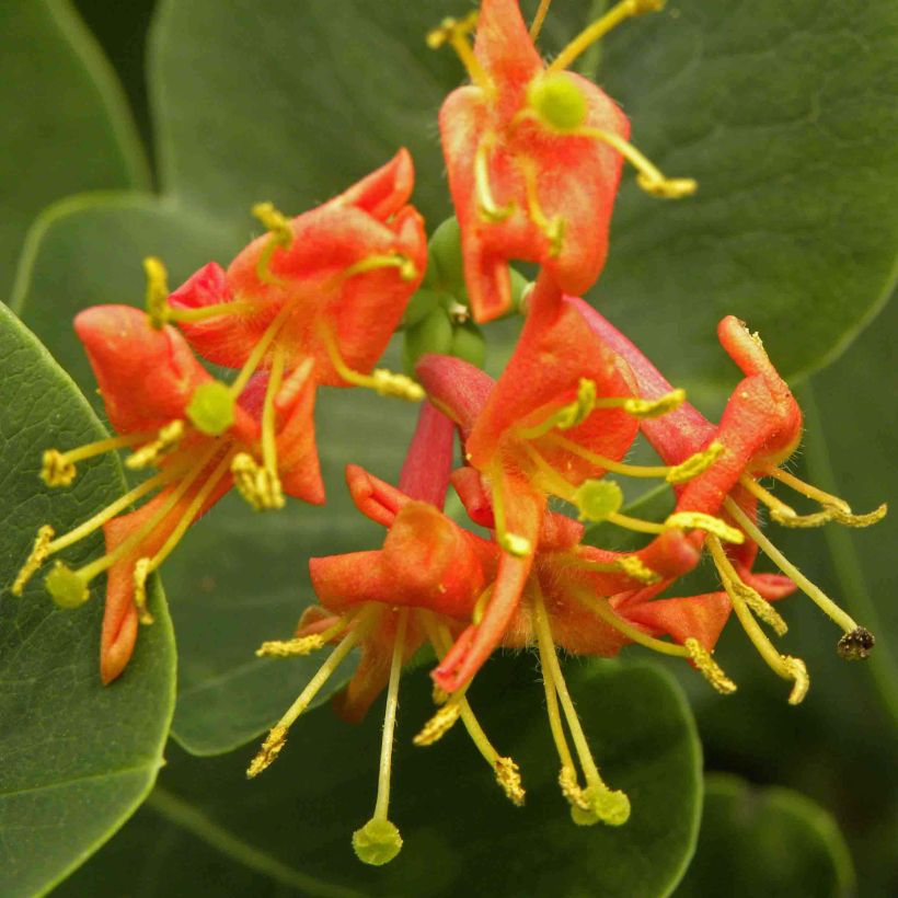 Chèvrefeuille - Lonicera x heckrotii Firecracker® (Floraison)