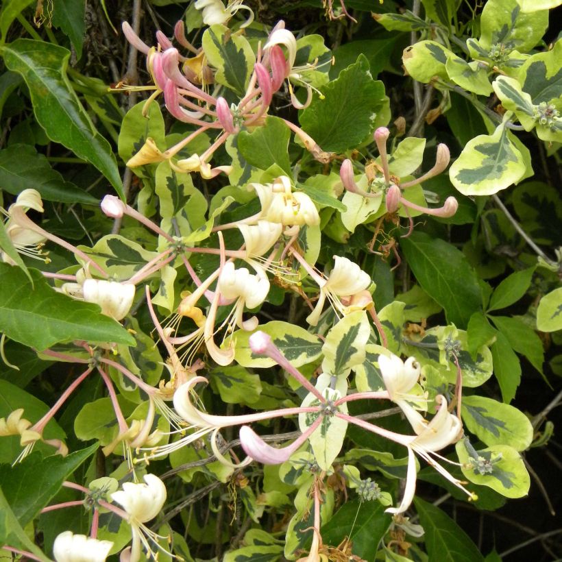 Chèvrefeuille panaché - Lonicera x italica Harlequin (Floraison)