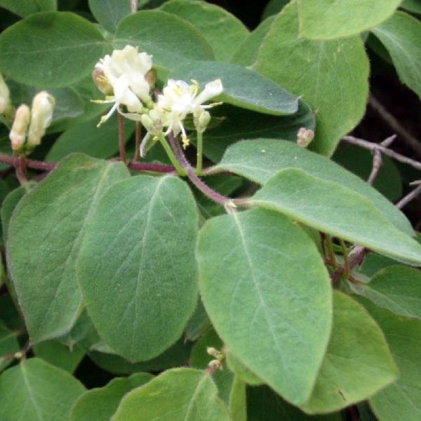 Lonicera xylosteum - Chèvrefeuille des haies (Feuillage)